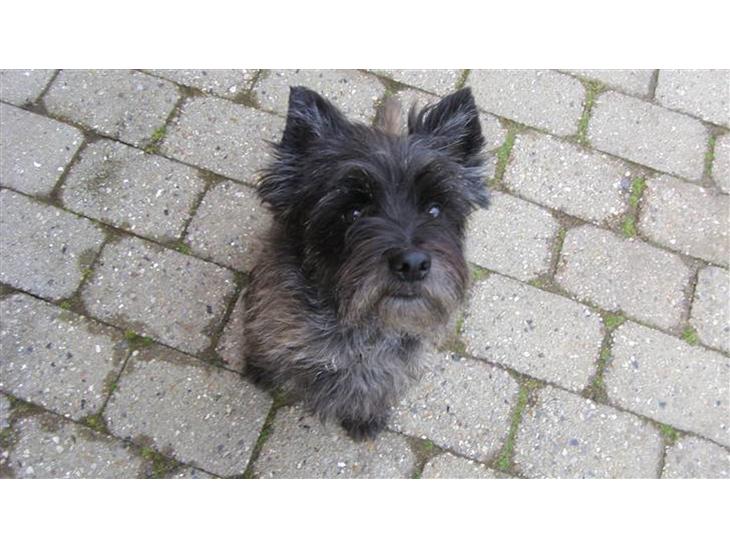 {{currentPhoto.altText}} billede {{currentPhoto.number}}