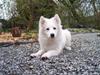 Samojedhund Smilla