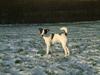 Jack russell terrier Milo [ Himmelhund]