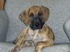 Grand danois Great Dane's Aihsa [ Himmelhund]