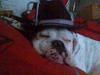 Olde english bulldogge Cæzar 'død'