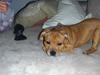Staffordshire bull terrier Angie