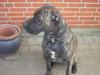 Dogo canario Capone *R.I.P 2009*