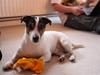 Jack russell terrier Bertil