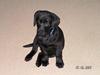 Labrador retriever Zaco <3