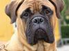 Bullmastiff Choice