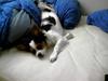 Papillon speedy