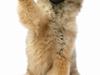 Eurasier Ankerstjernes Bavaro-Kenz
