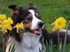 Border collie EFI