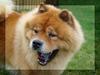 Chow chow Rico ~ Oskar of Flensborg