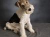 Ruhåret foxterrier Milou