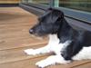 Jack russell terrier Freja