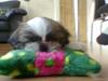 Shih tzu Fiona