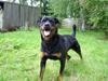 Rottweiler Troja [Tidl. hund]
