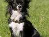 Chihuahua anton R.I.P d 14-12-07
