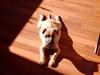 Staffordshire bull terrier zaki