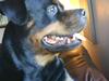 Rottweiler Tyson R.I.P
