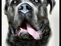 Cane corso Apollo R.I.P