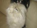Papillon Balou