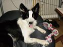 Border collie Mulan