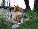 Basenji Antonius May