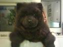 Chow chow Luna