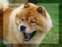Chow chow Rico ~ Oskar of Flensborg