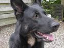Schæferhund Blondi