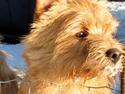 Norwich terrier Mille