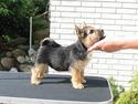 Norwich terrier Freja