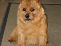 Norwich terrier Don Caspar