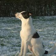 Jack russell terrier Milo