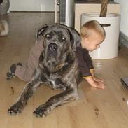 Cane corso Apollo R.I.P