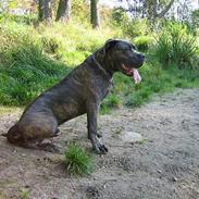 Cane corso Apollo R.I.P