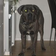 Cane corso Apollo R.I.P