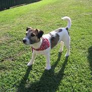 Jack russell terrier Charlie