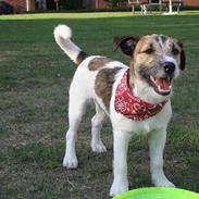 Jack russell terrier Charlie