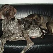 Blanding af racer Lucca