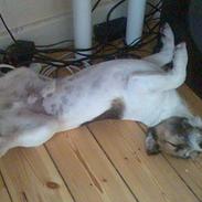 Jack russell terrier Charlie