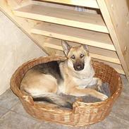 Schæferhund Asia