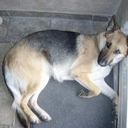 Schæferhund Asia