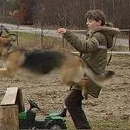 Schæferhund Asia