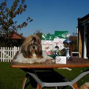 Shih tzu Kenzo