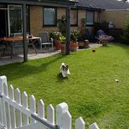 Shih tzu Kenzo