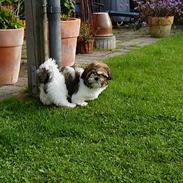 Shih tzu Kenzo