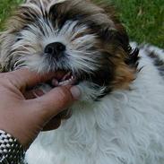 Shih tzu Kenzo