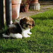 Shih tzu Kenzo