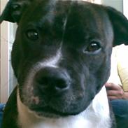 Staffordshire bull terrier Django