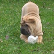 Shar pei jazzy RIP