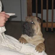 Shar pei jazzy RIP